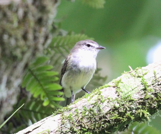 Jamaican Elaenia - Frank Mantlik