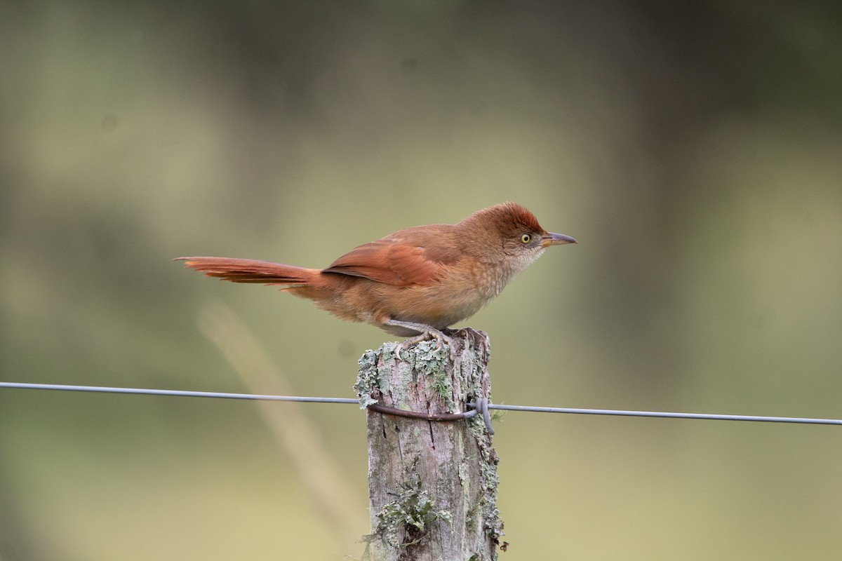 Greater Thornbird - Ana Merlo