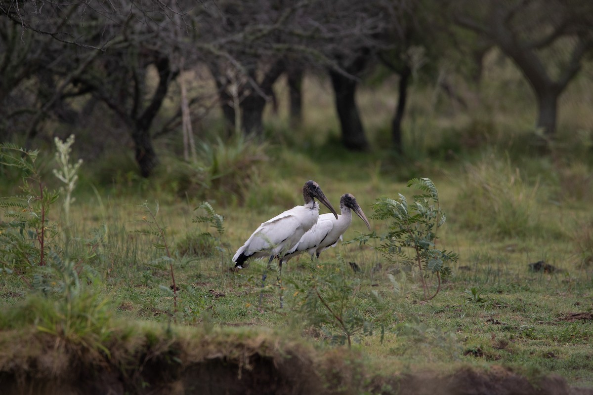 Wood Stork - Ana Merlo