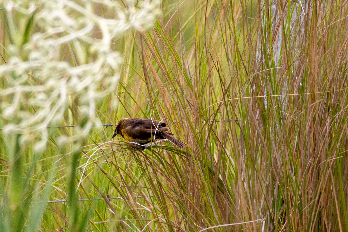 Brown-and-yellow Marshbird - Ana Merlo