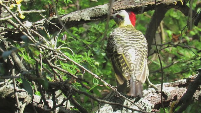 Green-barred Woodpecker - ML298607951