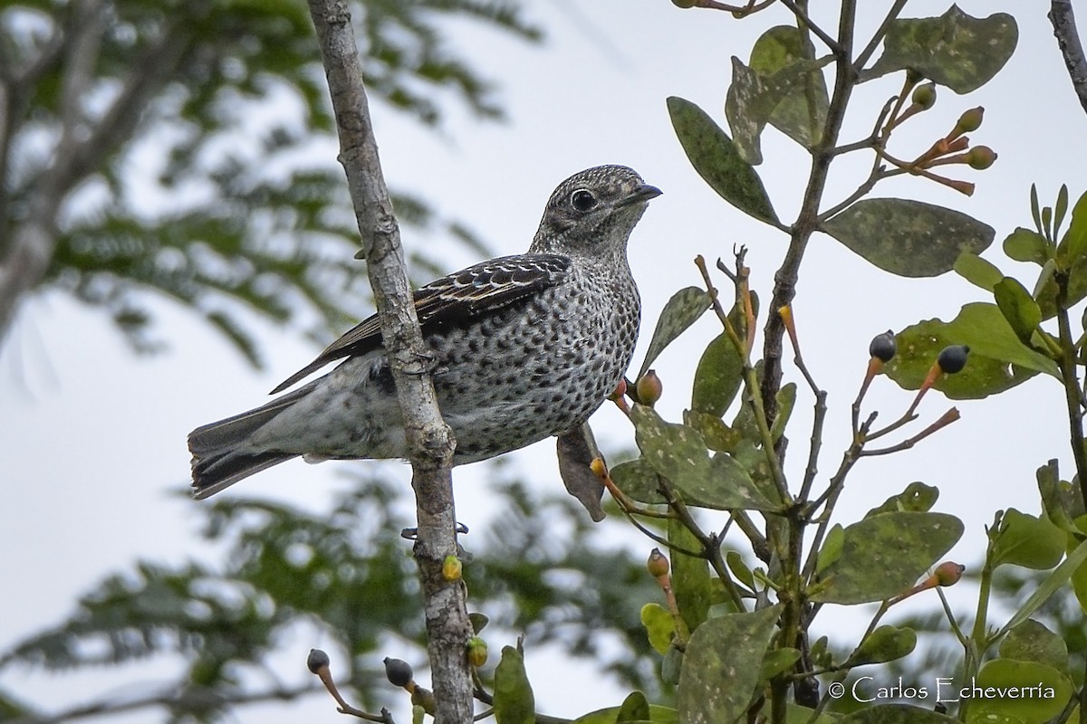 Cotinga céleste - ML298608181