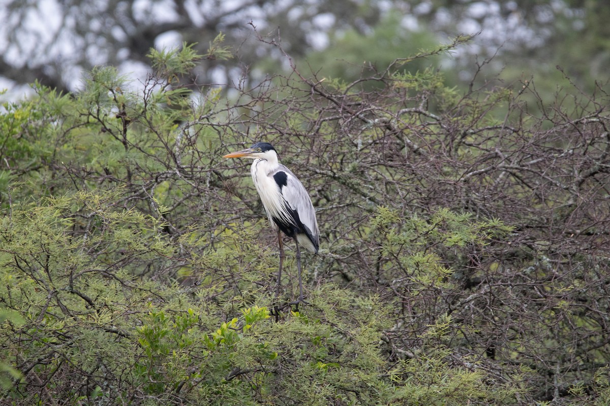 Garza Cuca - ML298608281