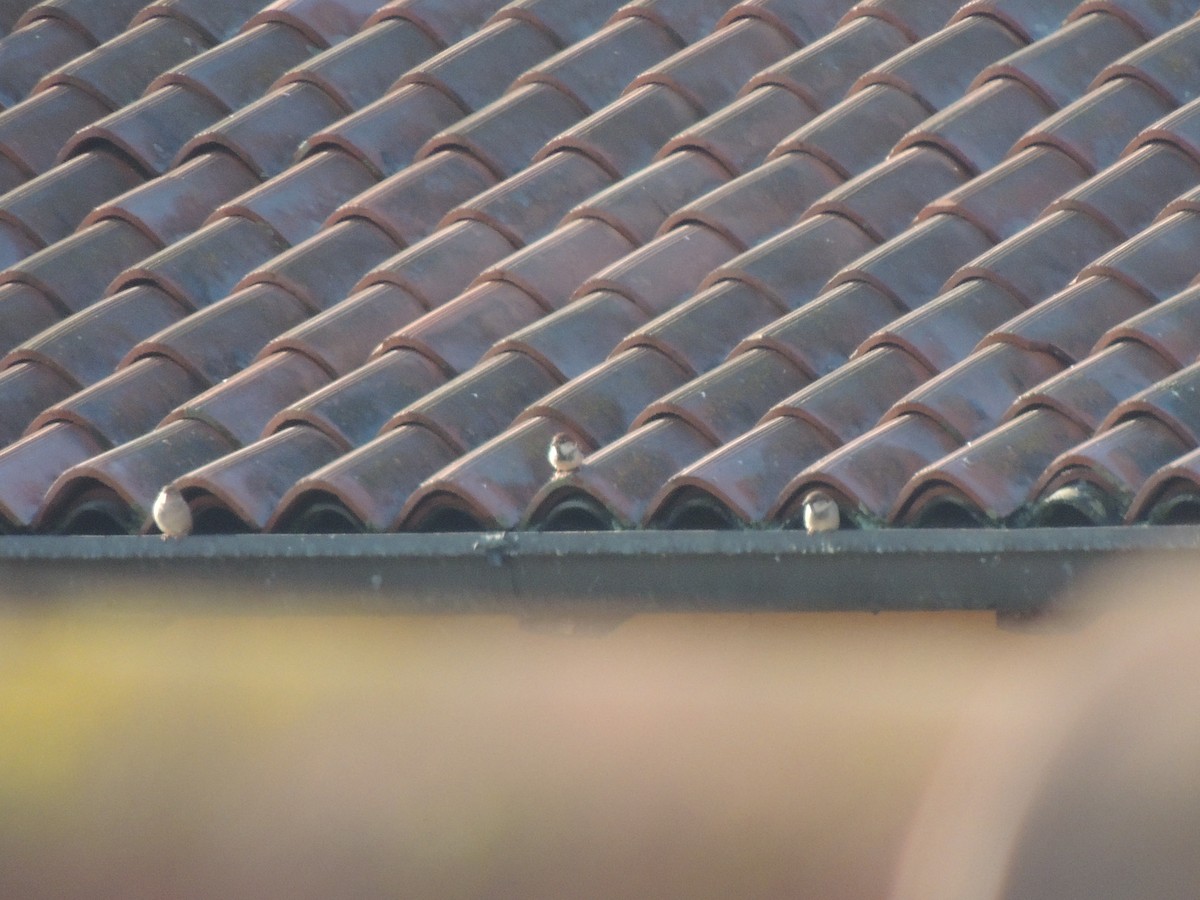 Italian Sparrow - ML298608651