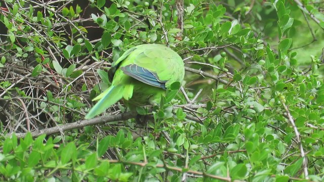 Monk Parakeet - ML298608721