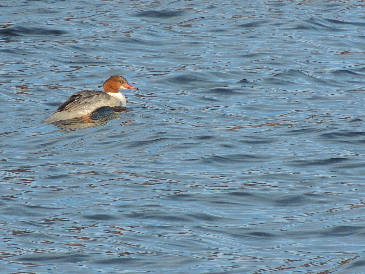 Common Merganser - ML298608751