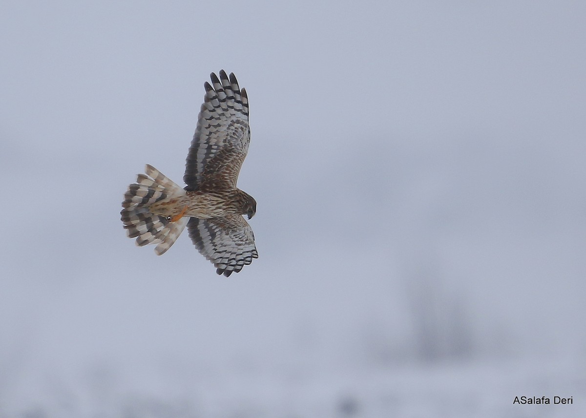 Hen Harrier - ML298608781