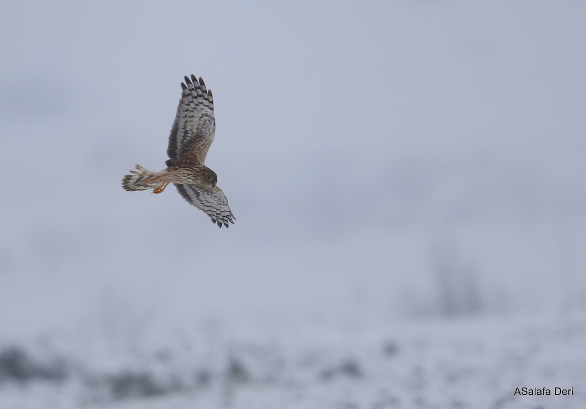 Hen Harrier - ML298608811