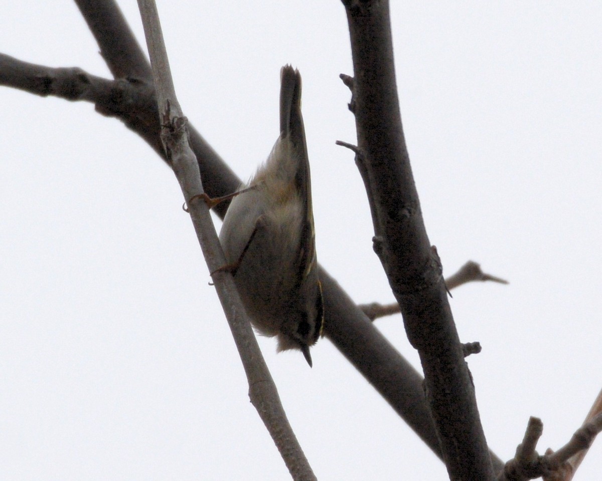 Golden-crowned Kinglet - ML298610661