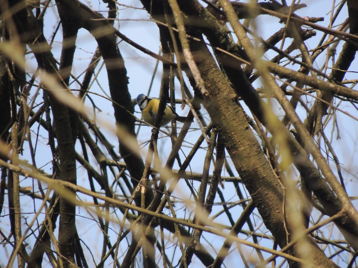 Eurasian Blue Tit - ML298611621