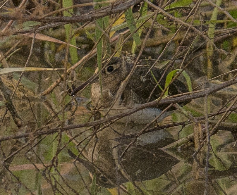 Greater Painted-Snipe - ML298612181