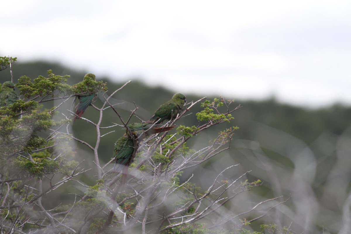 Austral Parakeet - ML29861221