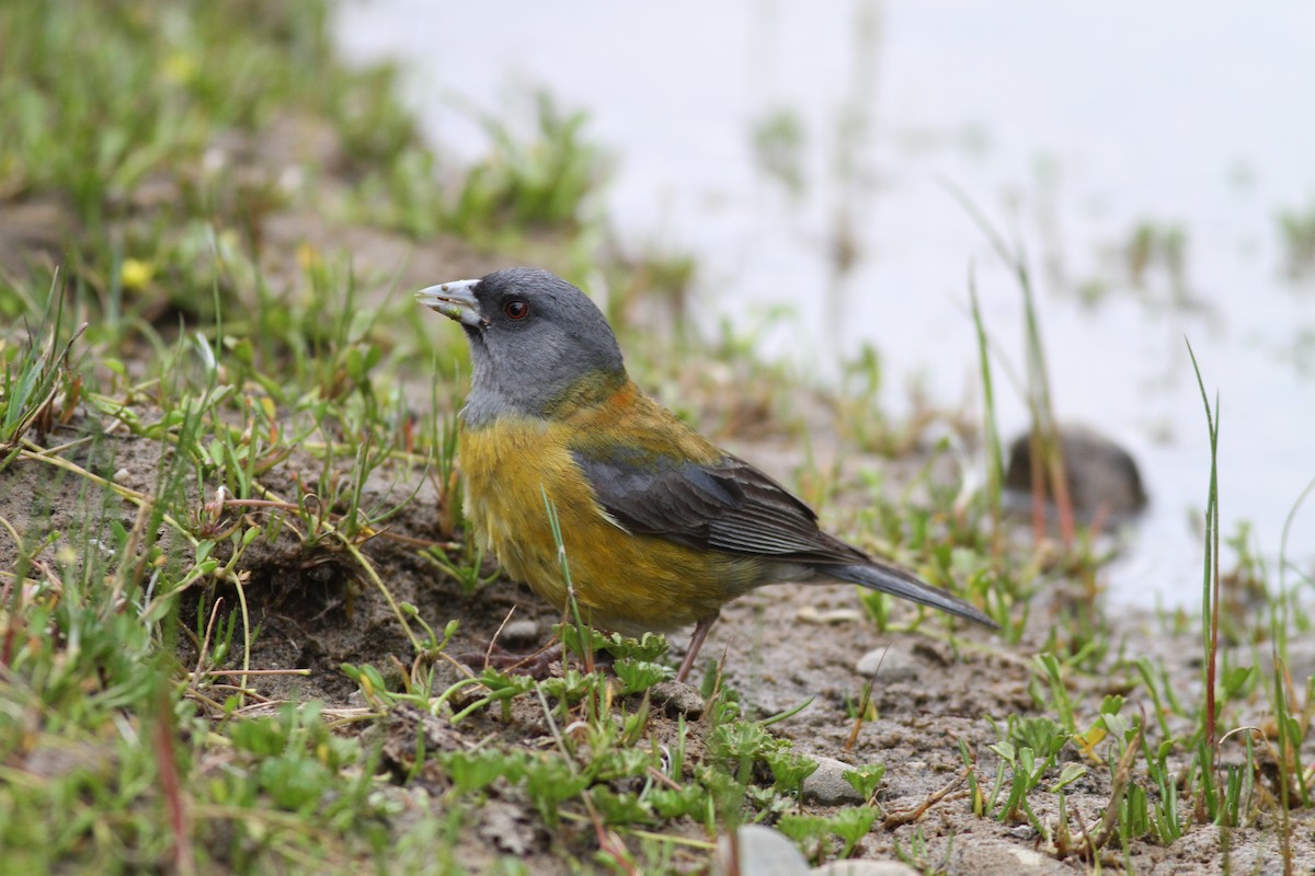 Patagonian Sierra Finch - ML29861231