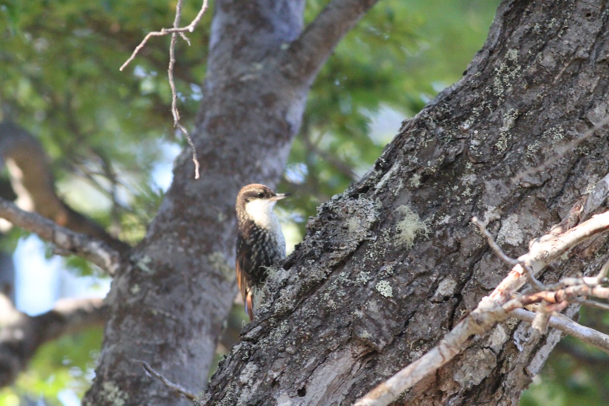 White-throated Treerunner - ML29861471