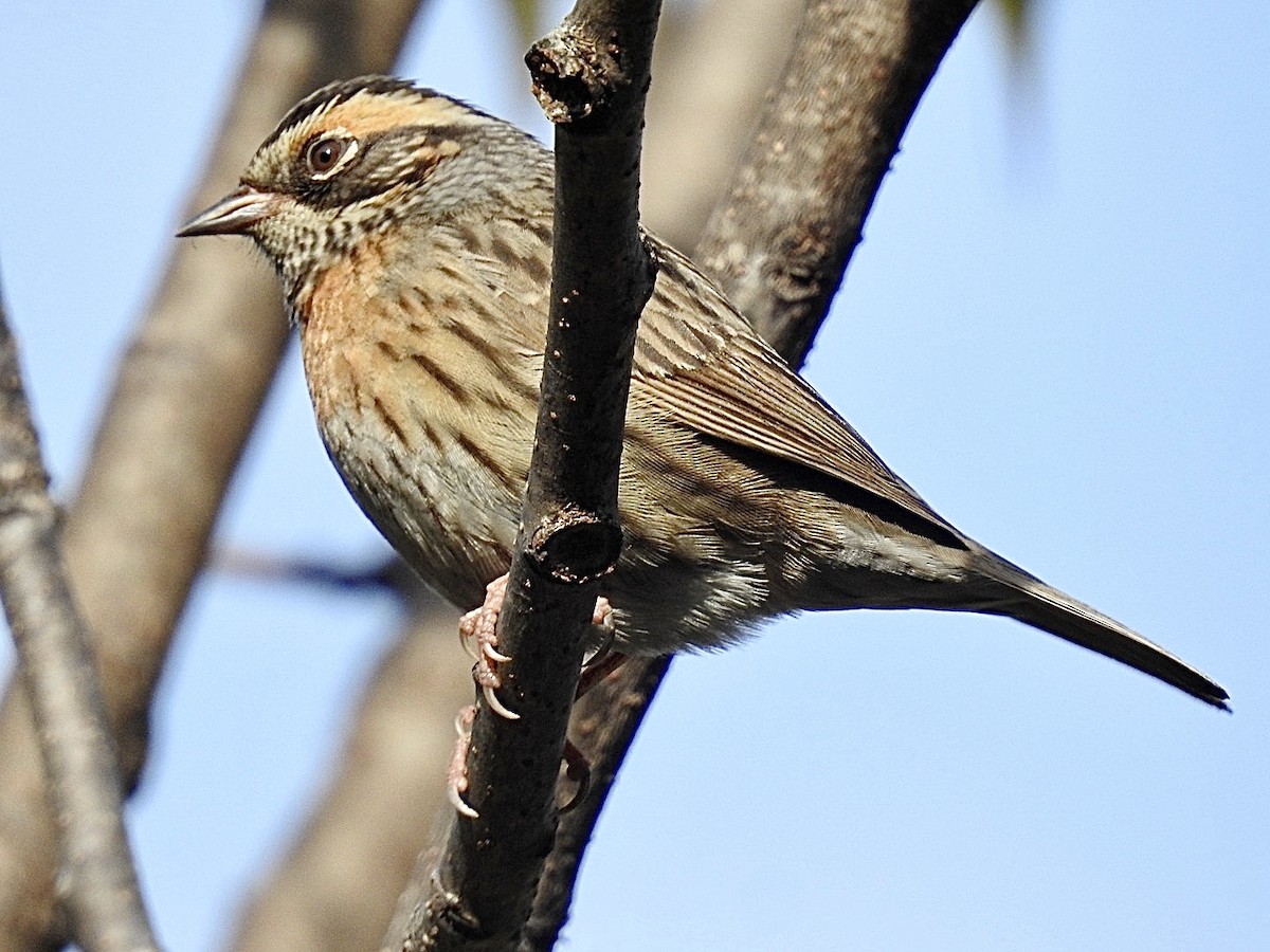 Rufous-breasted Accentor - ML298614841