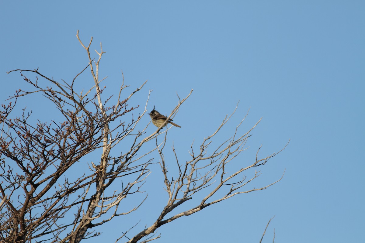 Tufted Tit-Tyrant - ML29861521