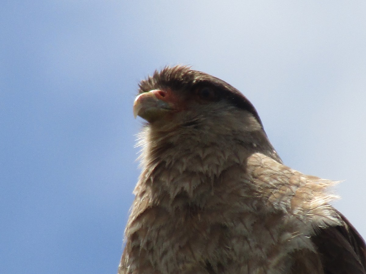 Chimango Caracara - ML298616111