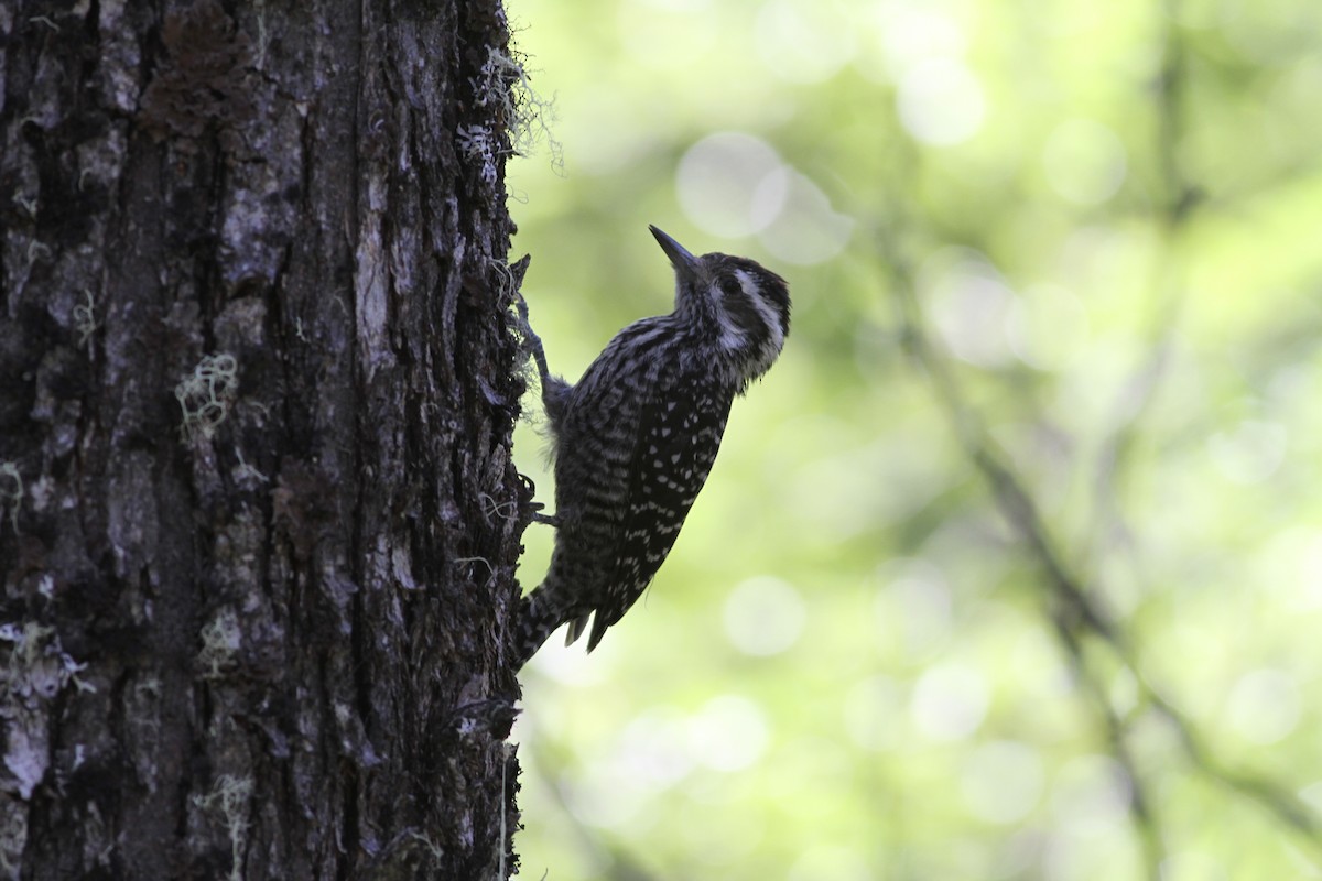 Striped Woodpecker - ML29861631