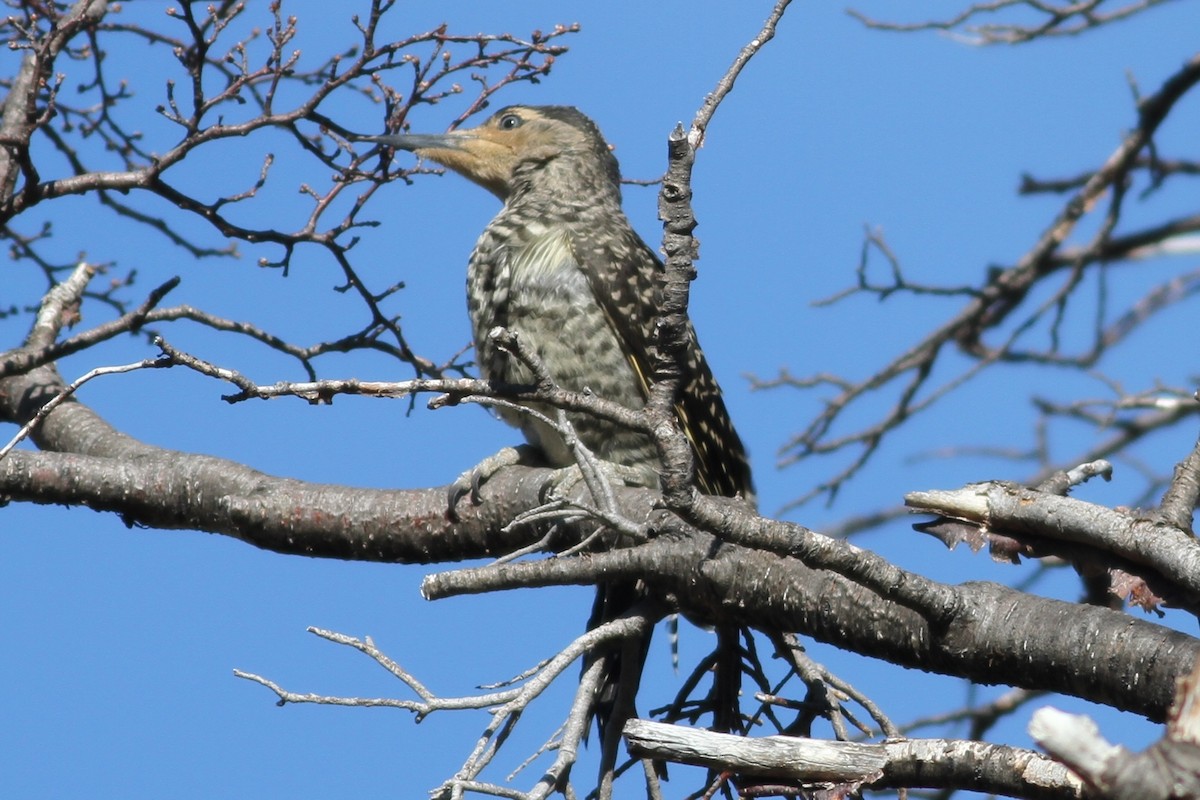 Chilean Flicker - ML29861641