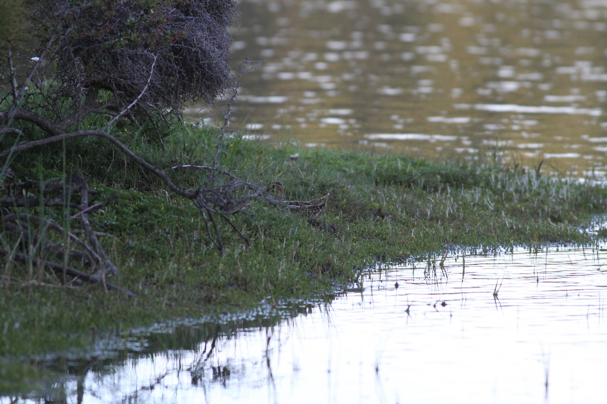 Magellanic Snipe - ML29861691