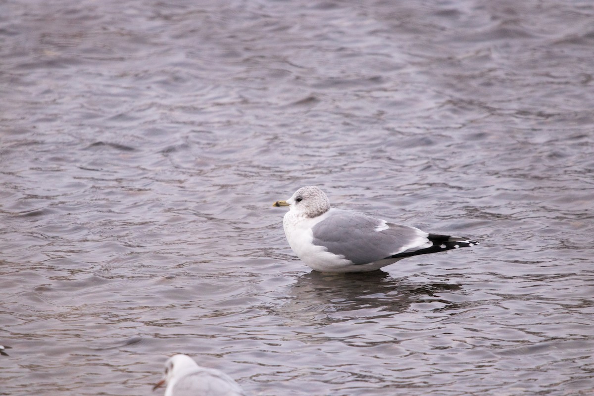 Common Gull - ML298617021