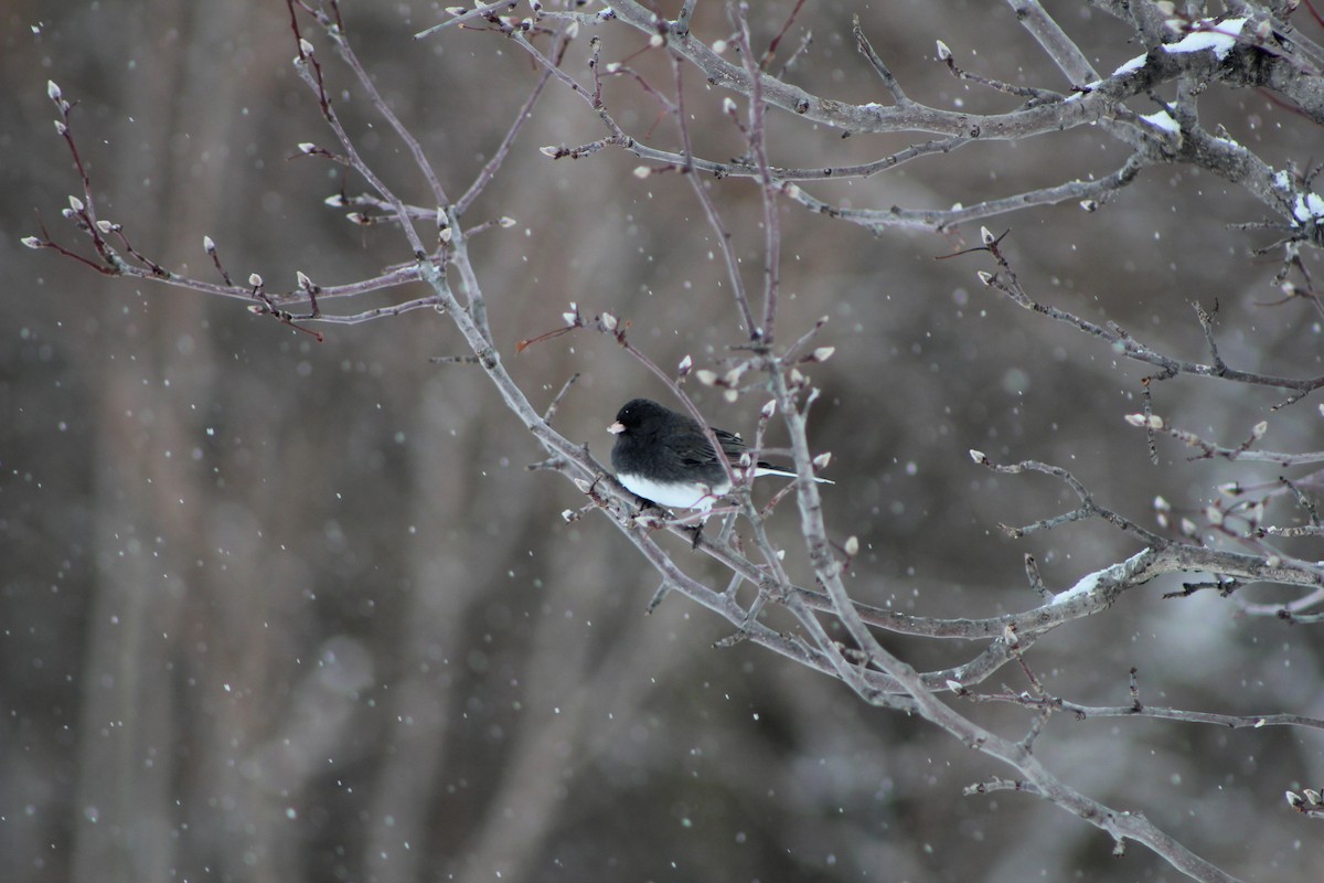 Dark-eyed Junco - K Novotny