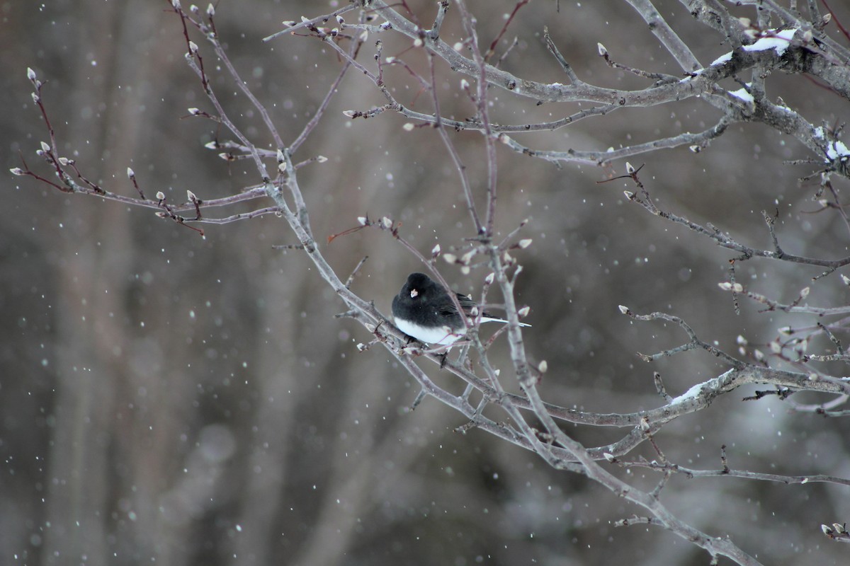 Dark-eyed Junco - ML298617091