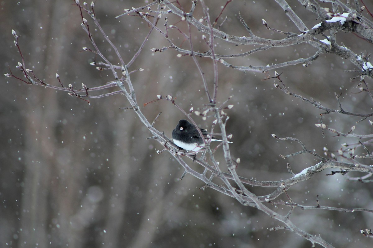 Dark-eyed Junco - K Novotny