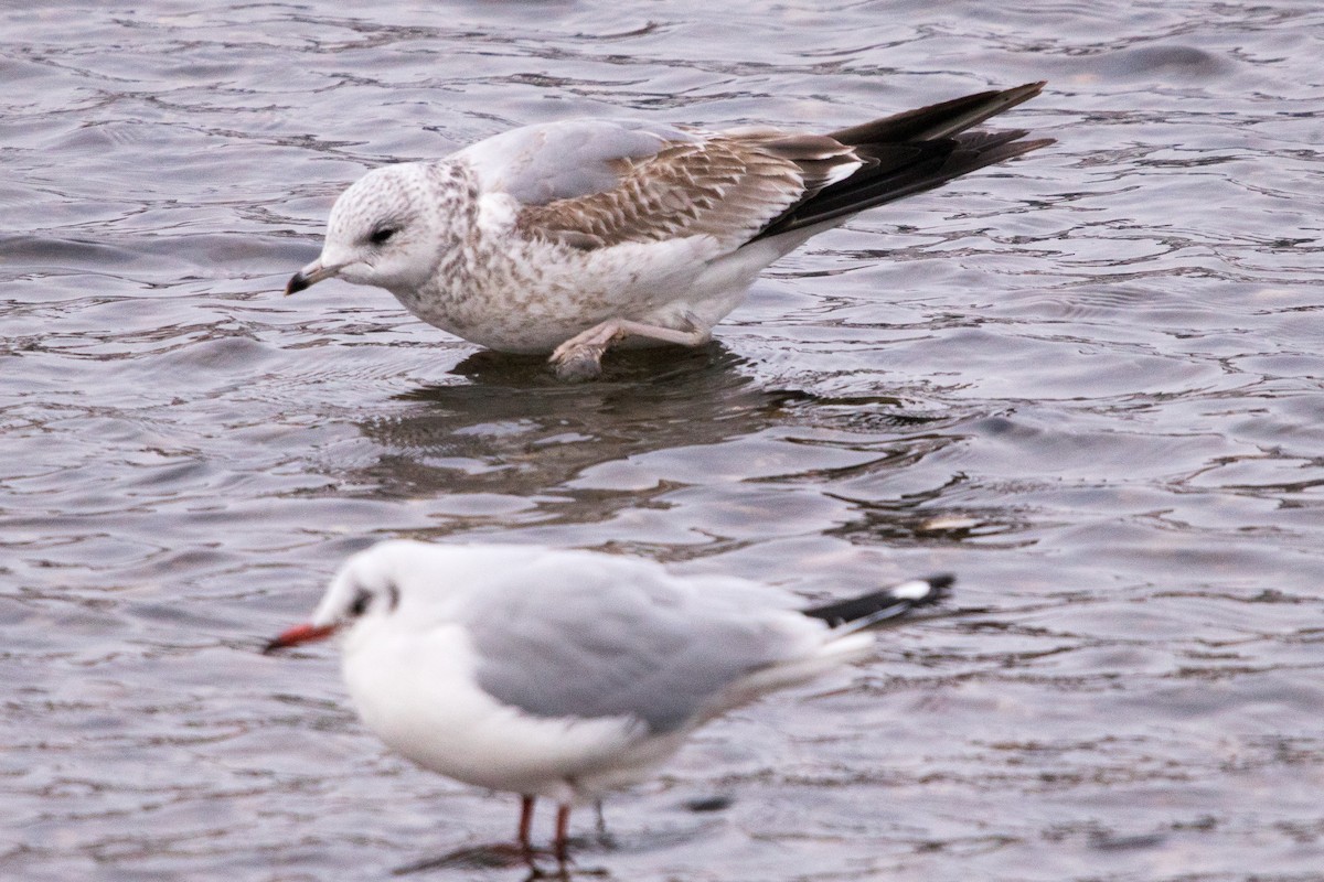 Common Gull - ML298617171