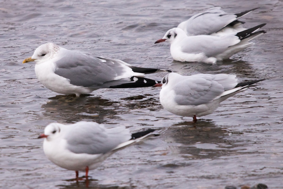 Common Gull - ML298617231