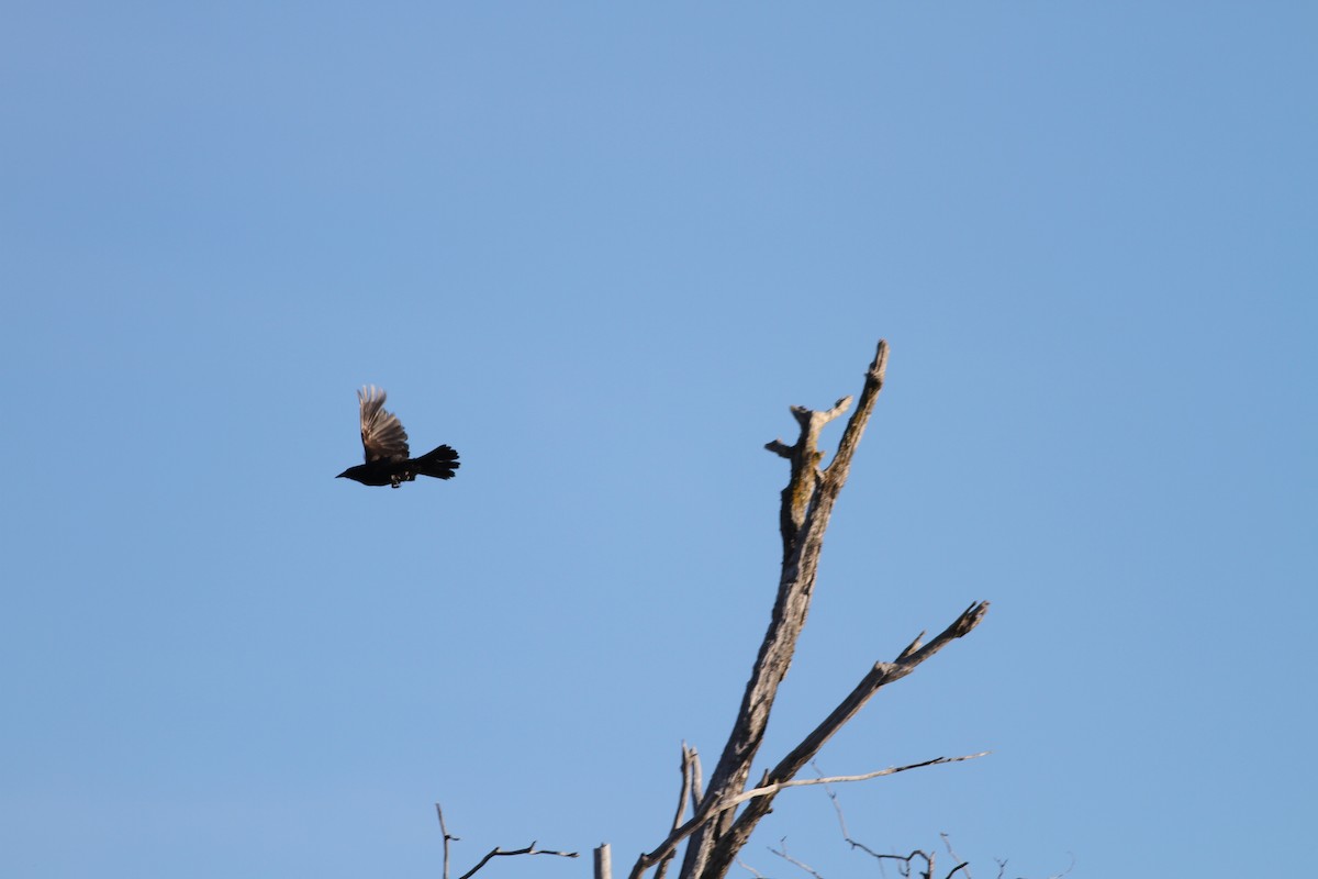 Austral Blackbird - ML29861741