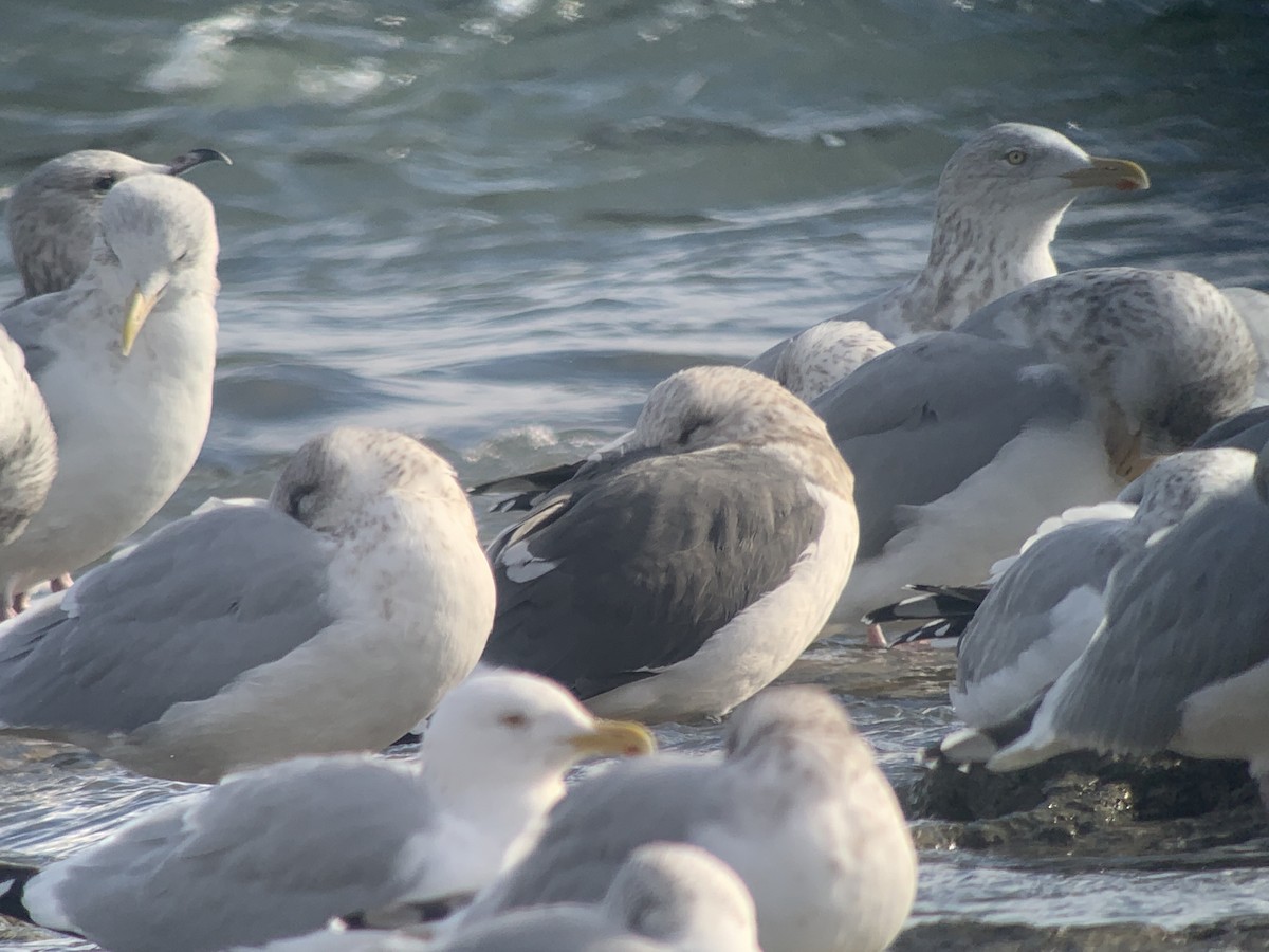 Slaty-backed Gull - ML298617881