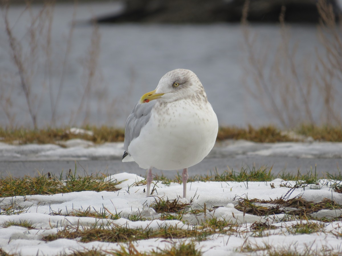 Herring Gull - Liam Berigan