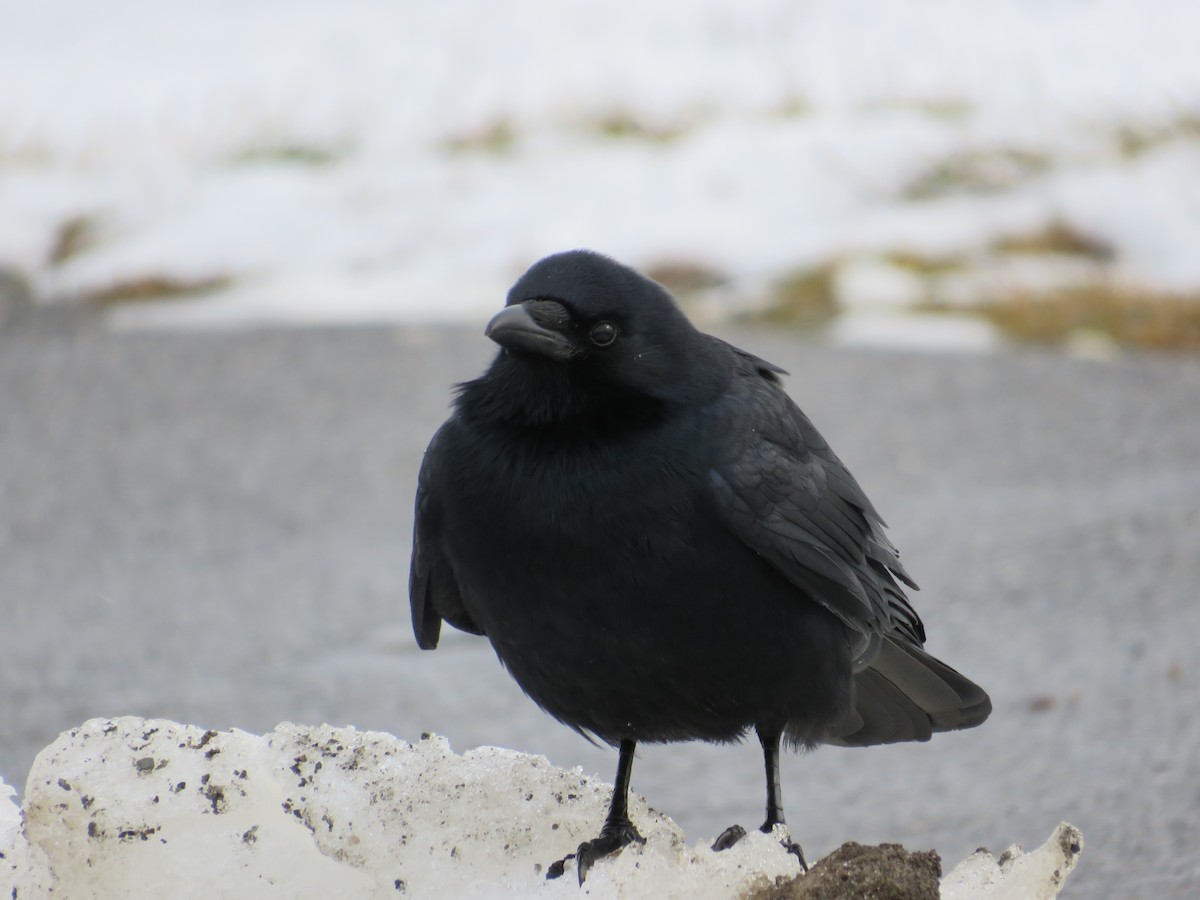 Fish Crow - ML298618511