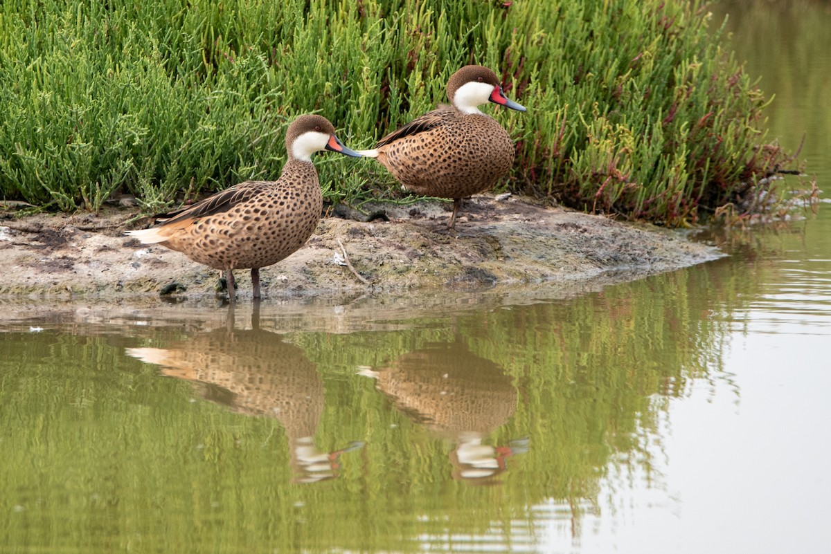 White-cheeked Pintail - Mery Haro