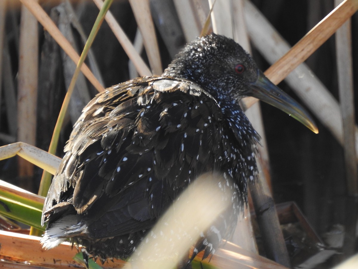 Spotted Rail - Denise Stephens