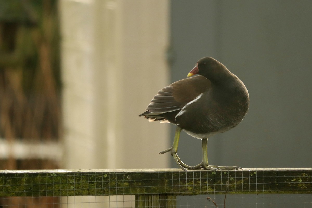 Eurasian Moorhen - Letty Roedolf Groenenboom