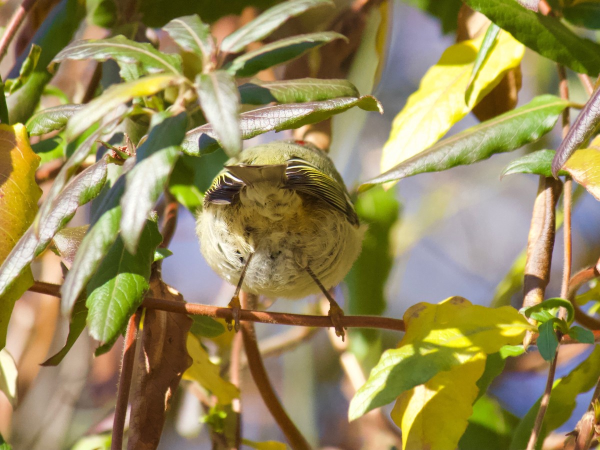 Ruby-crowned Kinglet - ML298623481