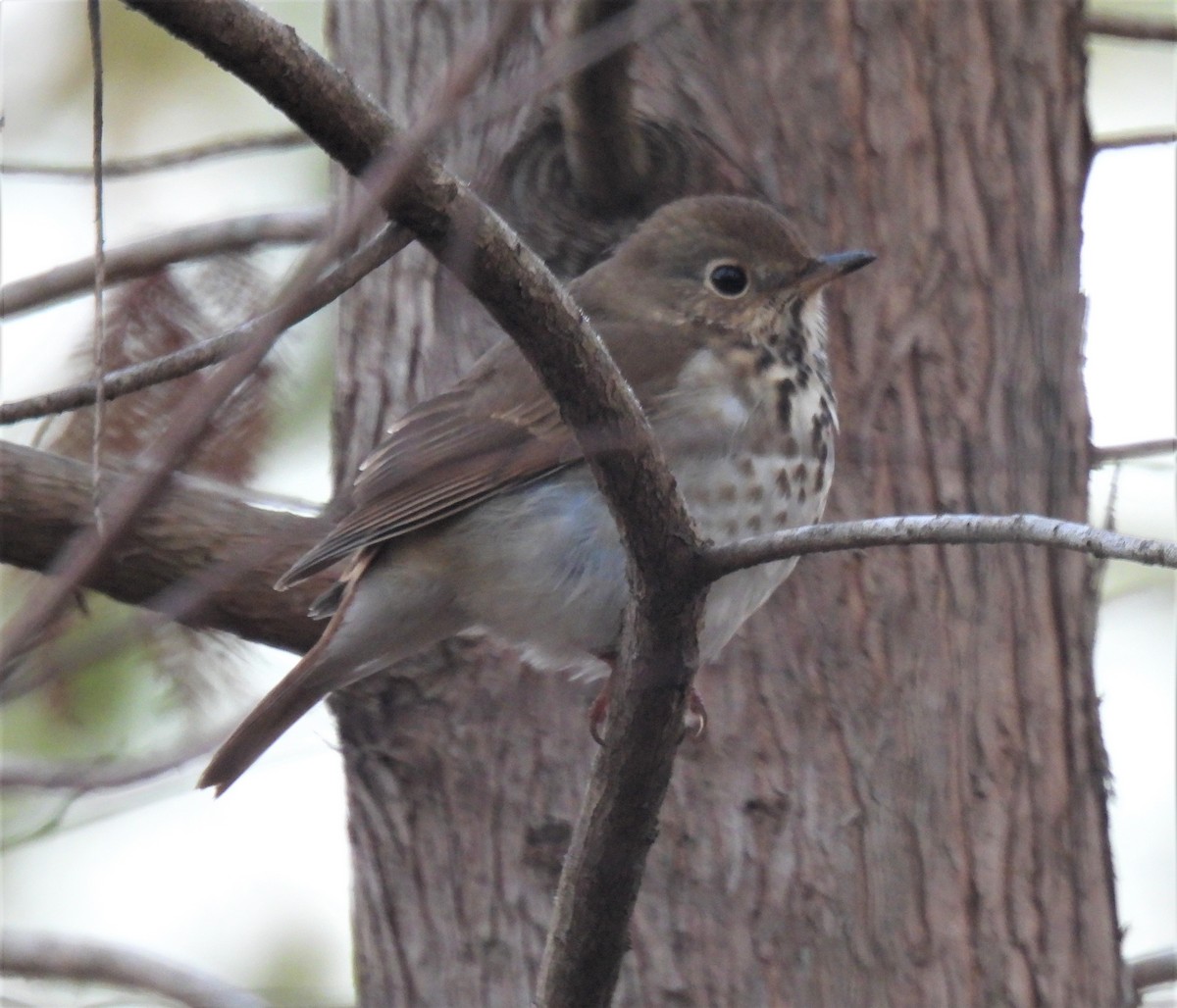 Hermit Thrush - ML298625531