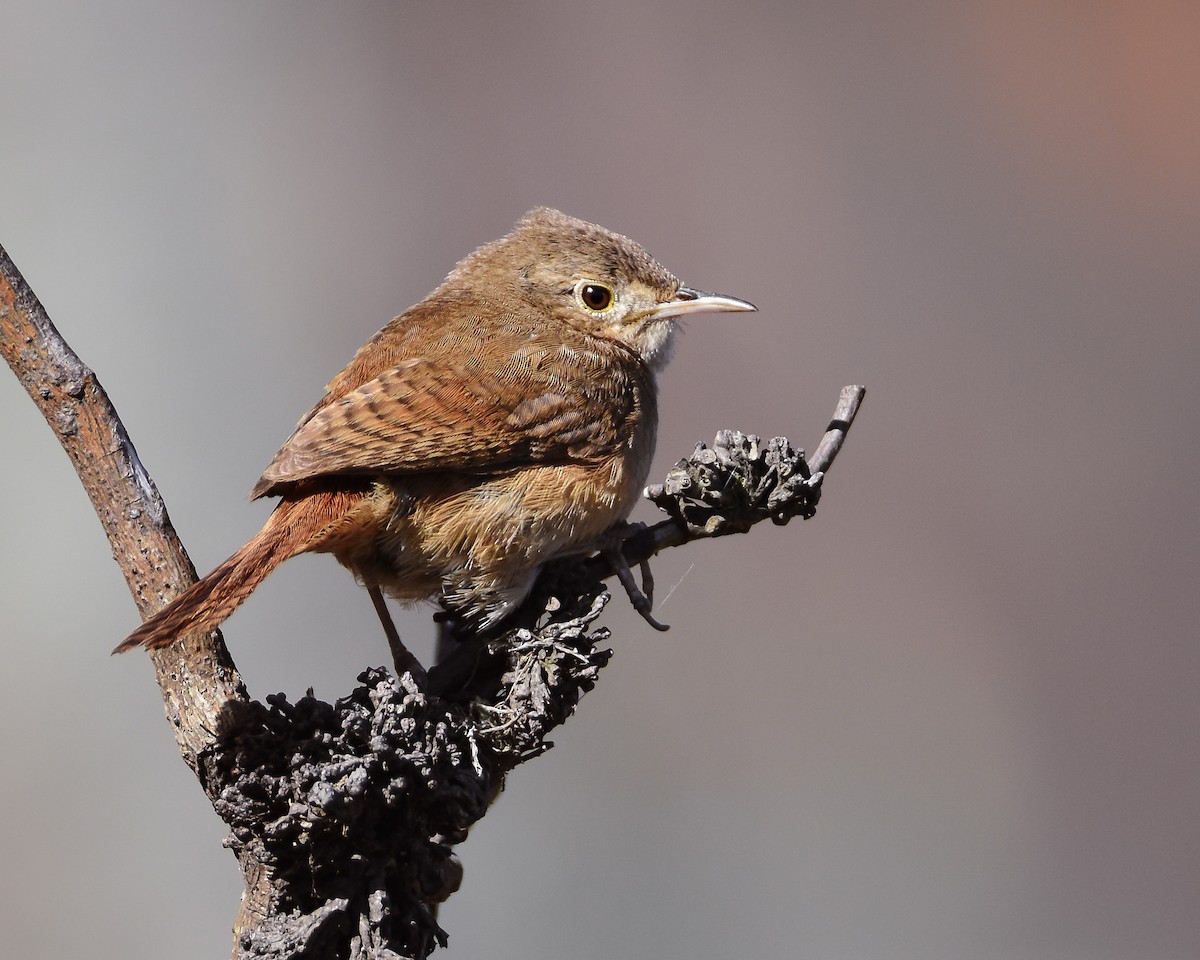 House Wren - ML298625551