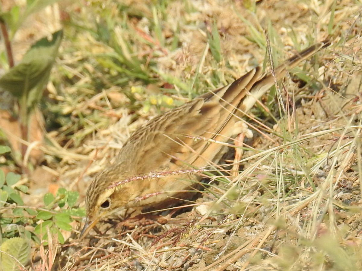 Tawny Pipit - Shilpa Gadgil