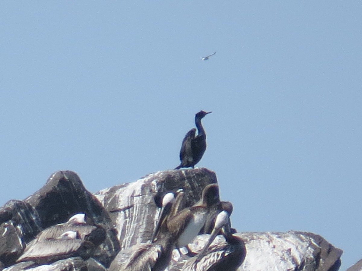 Pelagic Cormorant - ML29862691