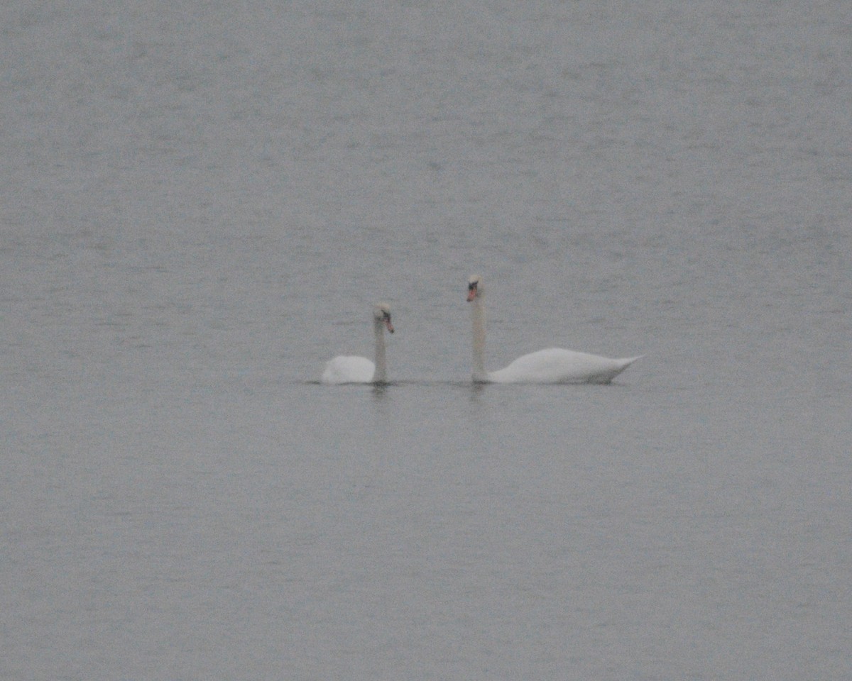 Mute Swan - David Kennedy