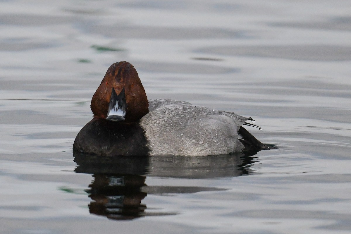 Common Pochard - ML298627691