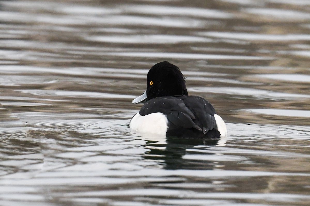 Tufted Duck - ML298627741