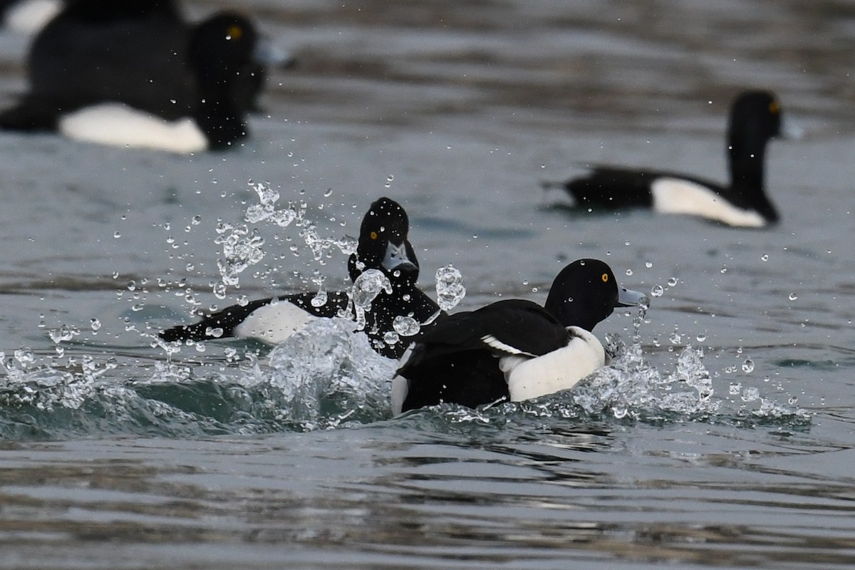 Tufted Duck - ML298627761
