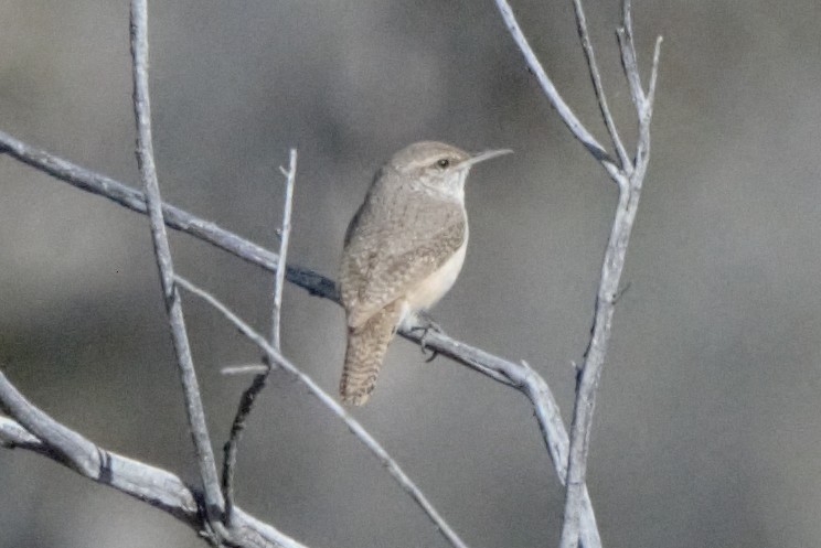 Rock Wren - Debbie Jacquez