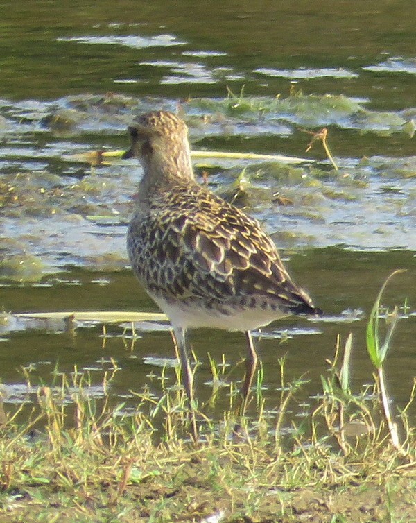 Pacific Golden-Plover - George and Teresa Baker