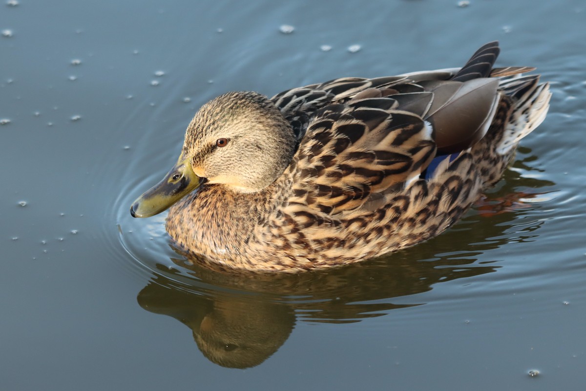 Mallard - Letty Roedolf Groenenboom