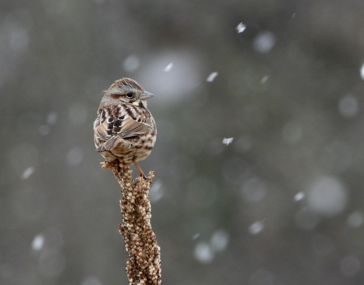 Song Sparrow - ML298634971